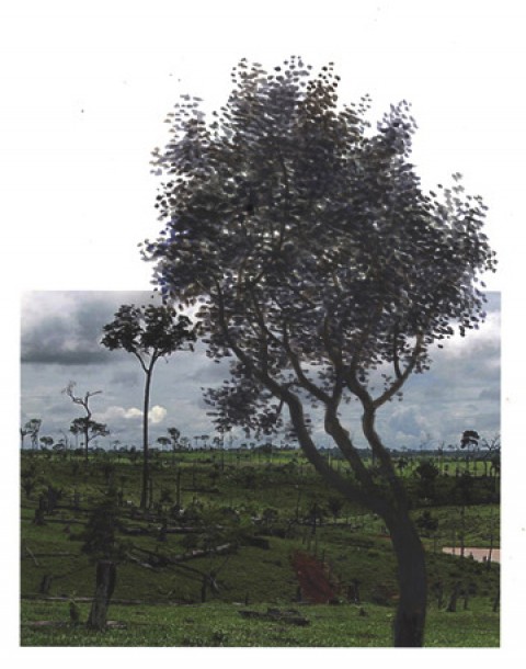 Reforestation (Applebazaar), 2010