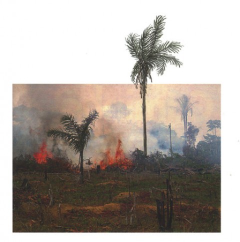 Reforestation (Nasa), 2010