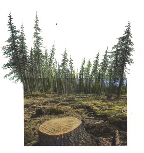 Reforestation (Wendmag), 2010